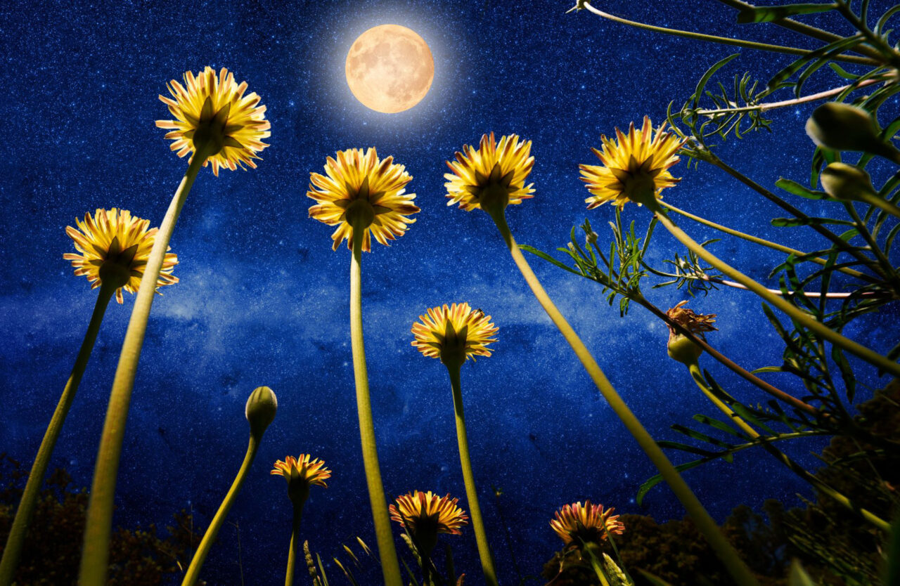 Beltane Flower Moon Eclipse Shamanic Activation Society for Shamanic