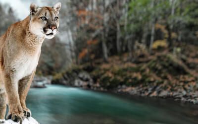 Animals as Spirit Guides