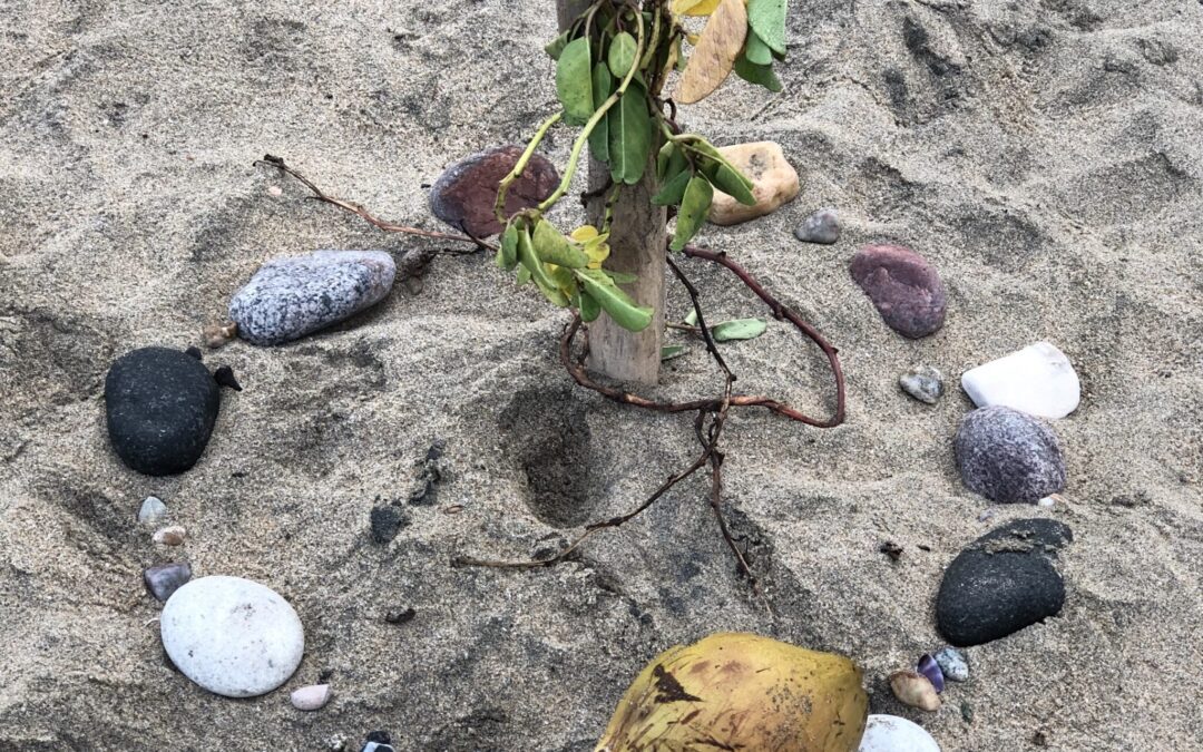 Shamanic Tropical Retreat