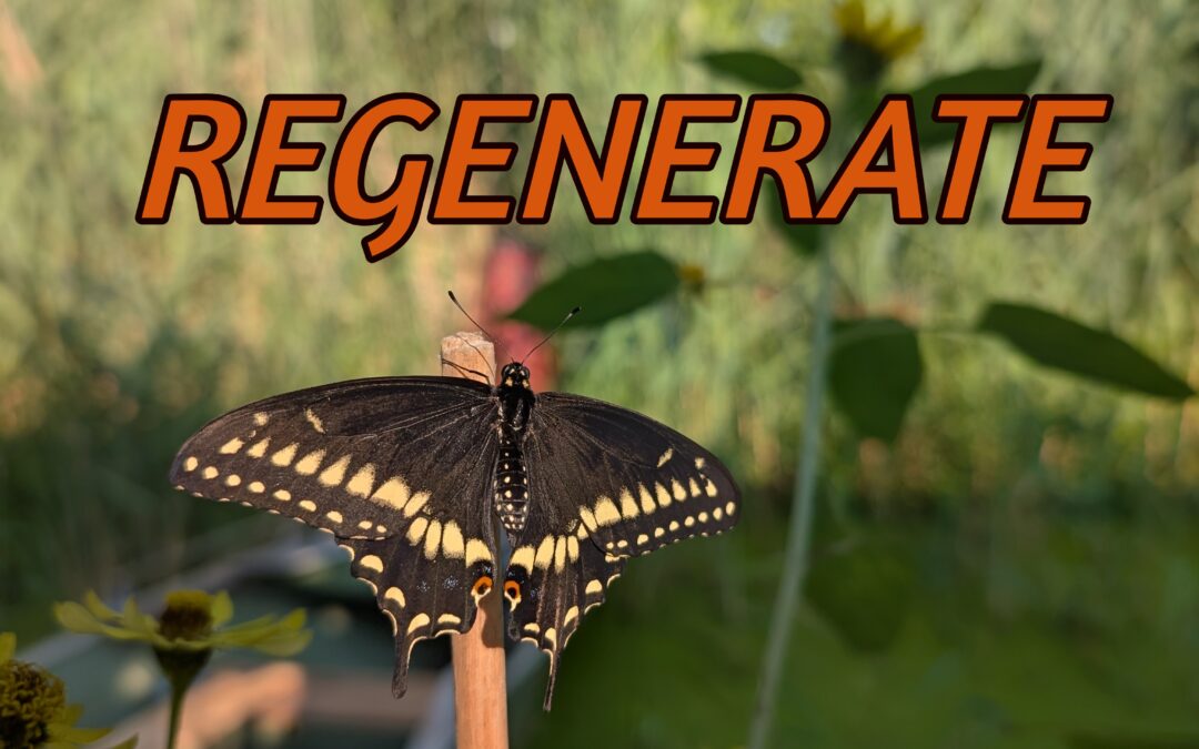 RENEW & REGENERATE the Jin Shin Way