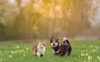 Tending to Pet Overpopulation