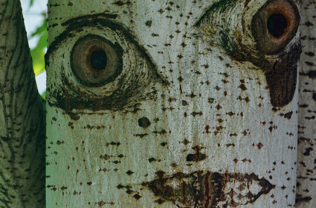 Shamanism and the Spirits of Nature™ – In Person, Cedar Rapids, IA, USA