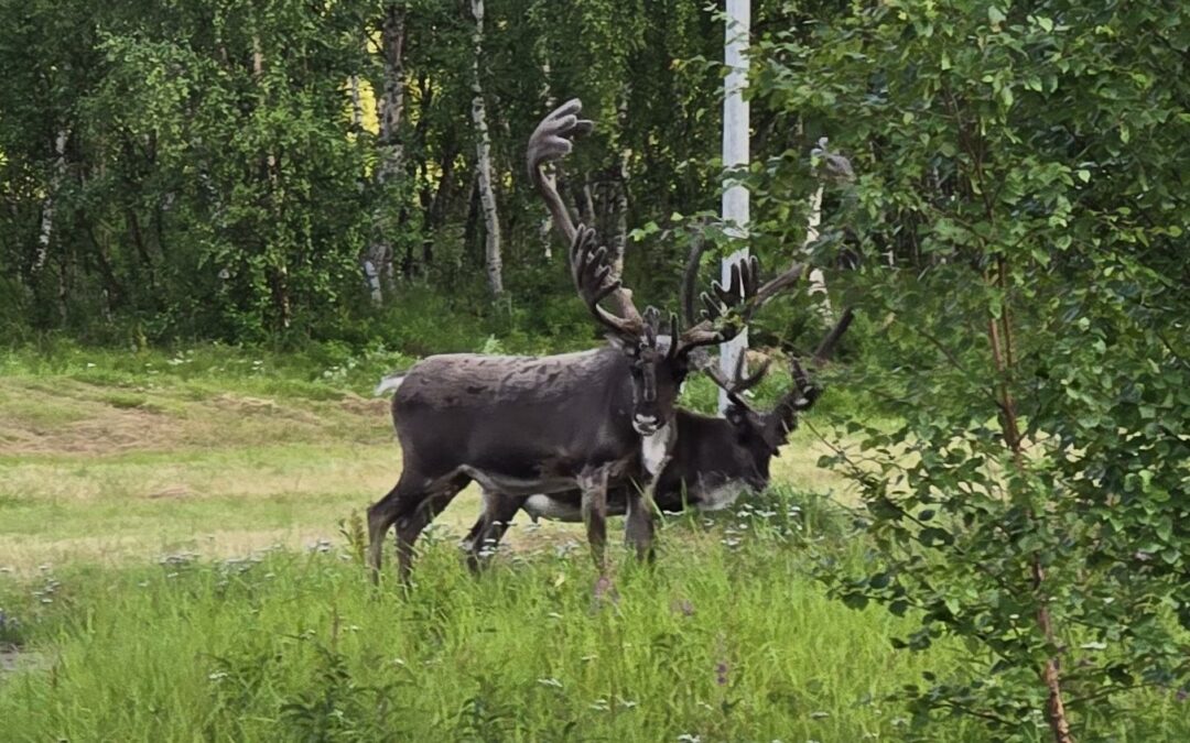 Reindeer Medicine Level 1 Class Series Info Session
